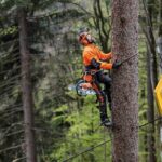Why North Shore Properties Need a Local Arborist Who Knows Council TPO Rules
