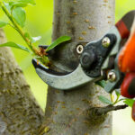 Tree Pruning Tips for Healthy Trees: Arborist’s Advice in Sydney