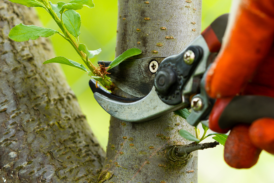 tree pruning tools