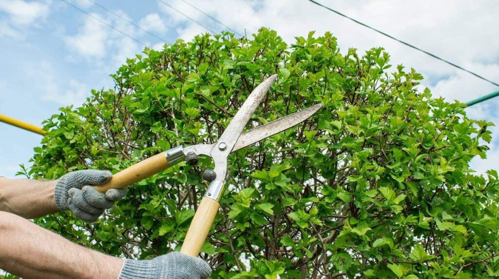 tree pruning tools