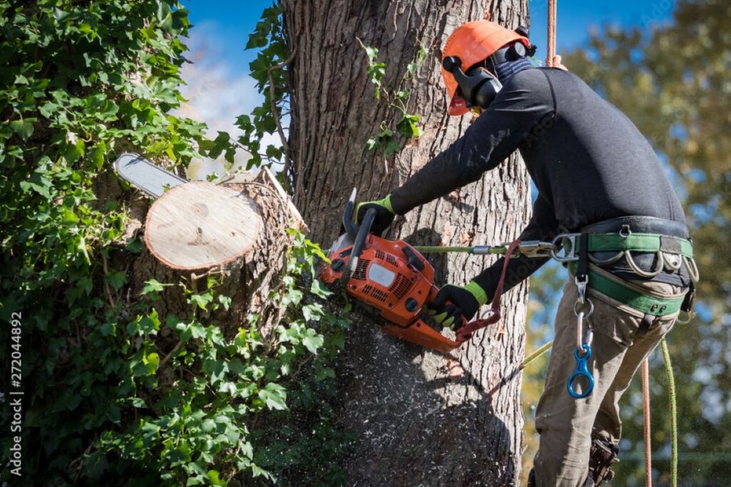 stump removal near me