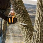 DIY vs Professional Stump Removal: What You Need to Know