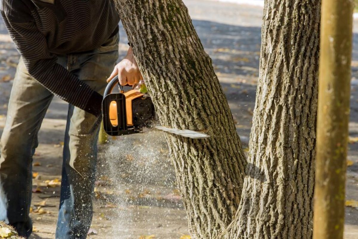 stump removal near me