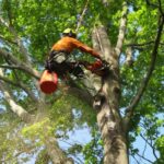 Understanding Arborist Services in Cherrybrook