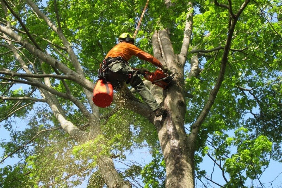 tree services Cherrybrook